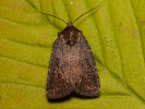 Blýskavka opencová - <i>Charanyca ferruginea</i>