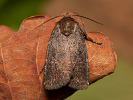 Blýskavka opencová - <i>Charanyca ferruginea</i>