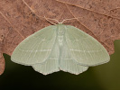 Zelenopláštník plaménkový - <i>Hemistola chrysoprasaria</i>