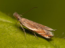 Makadlovka - <i>Sophronia sicariellus</i>