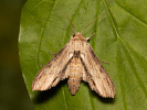Kukléřka tečkovaná - <i>Shargacucullia lychnitis</i>