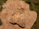 Osenice jetelová - <i>Rhyacia simulans</i>