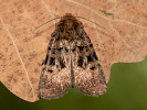 Osenice mnohoskvrnná - <i>Chersotis multangula</i>