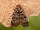 Osenice mnohoskvrnná - <i>Chersotis multangula</i>