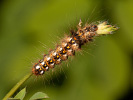 Šípověnka hojná - <i>Acronicta rumicis</i>
