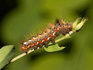 Šípověnka hojná - <i>Acronicta rumicis</i>