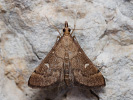 Travařík - <i>Dolicharthria punctalis</i>