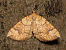 Píďalka osiková - <i>Eulithis populata</i>