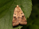 Osenice lesní - <i>Diarsia mendica</i>