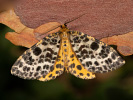 Různorožec borůvkový - <i>Arichanna melanaria</i>
