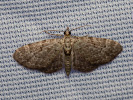 Píďalička borůvková - <i>Pasiphila debiliata</i>