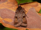 Osenice hnědá - <i>Diarsia brunnea</i>