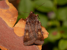 Osenice hnědá - <i>Diarsia brunnea</i>