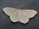 Vlnopásník borůvkový - <i>Scopula ternata</i>