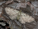 Píďalička borůvková - <i>Pasiphila debiliata</i>
