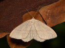 Vlnopásník borůvkový - <i>Scopula ternata</i>