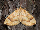 Píďalka osiková - <i>Eulithis populata</i>