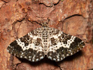 Píďalka povázková - <i>Epirrhoe tristata</i>