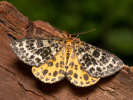 Různorožec borůvkový - <i>Arichanna melanaria</i>