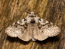 Štětconoš smrkový - <i>Calliteara abietis</i>