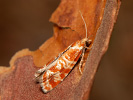 Obaleč sosnový - <i>Rhyacionia pinicolana</i>