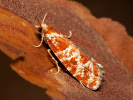 Obaleč sosnový - <i>Rhyacionia pinicolana</i>