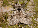 Štětconoš smrkový - <i>Calliteara abietis</i>