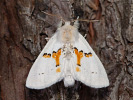 Hřbetozubec dvoubarvý - <i>Leucodonta bicoloria</i>