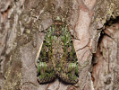 Osenice travní - <i>Anaplectoides prasina</i>