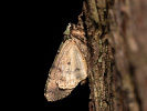 Osenice travní - <i>Anaplectoides prasina</i>