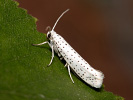 Předivka zhoubná - <i>Yponomeuta evonymella</i>