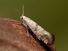 Předivka - <i>Swammerdamia compunctella</i>