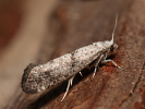 Předivka - <i>Swammerdamia compunctella</i>