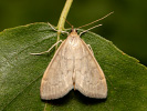 Zavíječ - <i>Anania fuscalis</i>