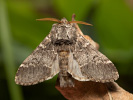 Hřbetozubec dubový - <i>Drymonia ruficornis</i>