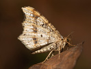 Macaria notata