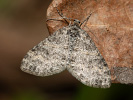 Šedokřídlec osikový - <i>Lobophora halterata</i>