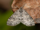 Šedokřídlec osikový - <i>Lobophora halterata</i>