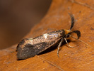 Kovovníček lesní - <i>Incurvaria masculella</i>