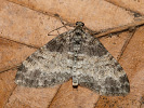 Lobophora halterata