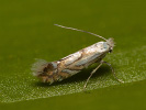 Klíněnka - <i>Phyllonorycter rajella</i>
