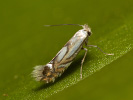 Klíněnka - <i>Phyllonorycter rajella</i>