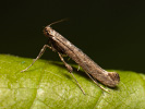 Vzpřímenka - <i>Caloptilia falconipennella</i>
