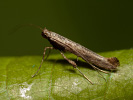 Vzpřímenka - <i>Caloptilia falconipennella</i>