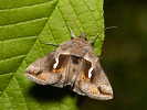Macdunnoughia confusa