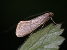 Adéla dubová - <i>Nematopogon swammerdamellus</i>