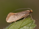 Adéla dubová - <i>Nematopogon swammerdamellus</i>