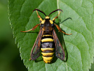 Nesytka sršňová - <i>Sesia apiformis</i>
