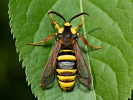 Nesytka sršňová - <i>Sesia apiformis</i>