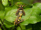 Sesia apiformis